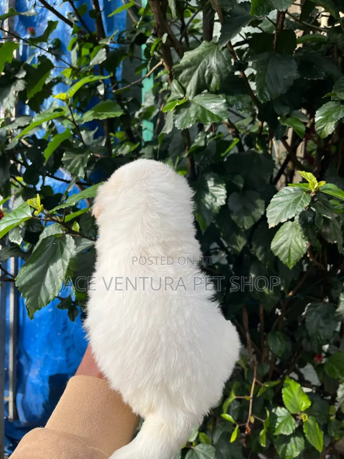 1-3 months Male Purebred Maltese