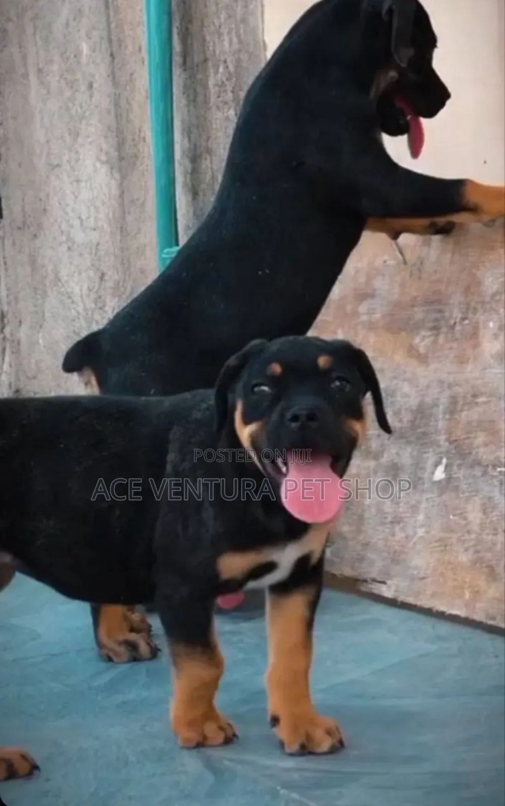 1-3 months Male Purebred Boerboel