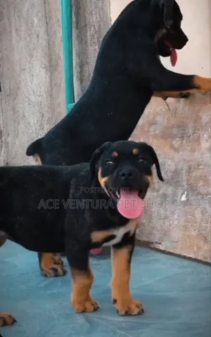 Photo - 1-3 months Male Purebred Boerboel