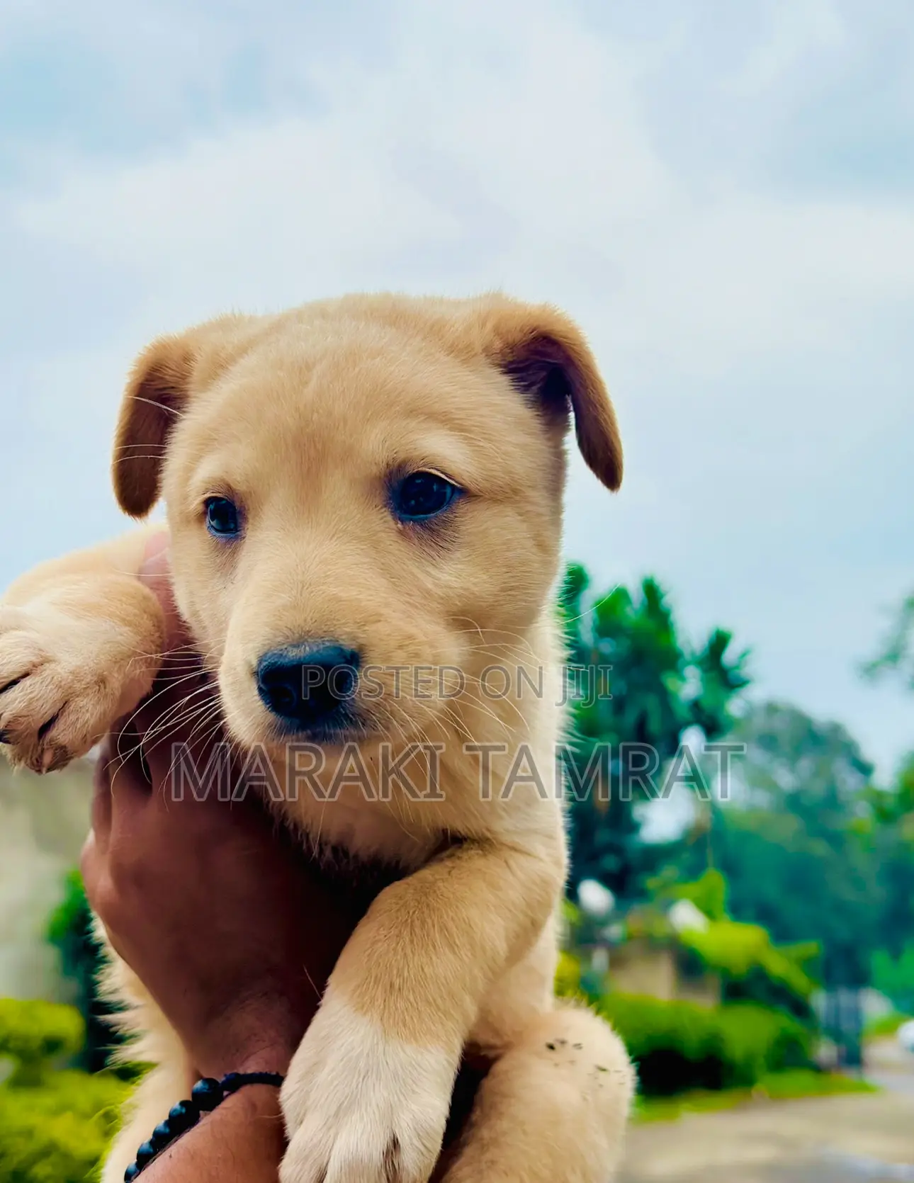 1-3 months Male Purebred Dog