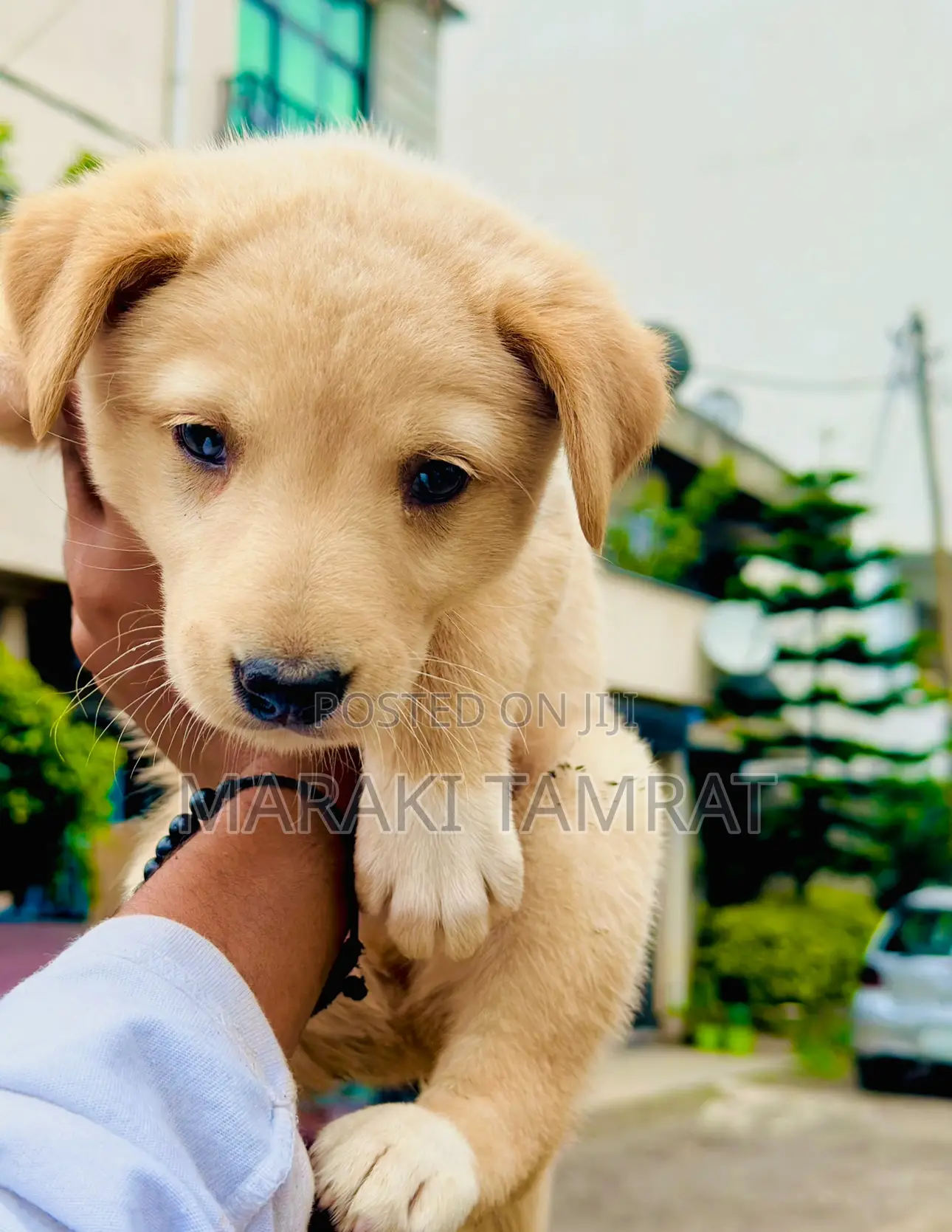 1-3 months Male Purebred Dog