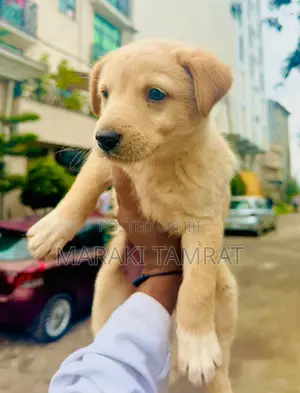 Photo - 1-3 months Male Purebred Dog