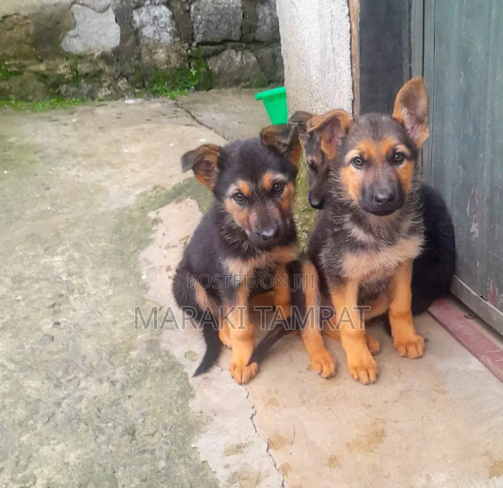 1-3 months Male Purebred German Shepherd