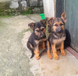 Photo - 1-3 months Male Purebred German Shepherd