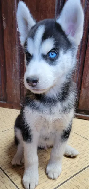 Photo - 1-3 months Male Purebred Siberian Husky