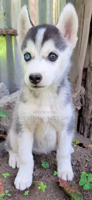 1-3 months Male Purebred Siberian Husky