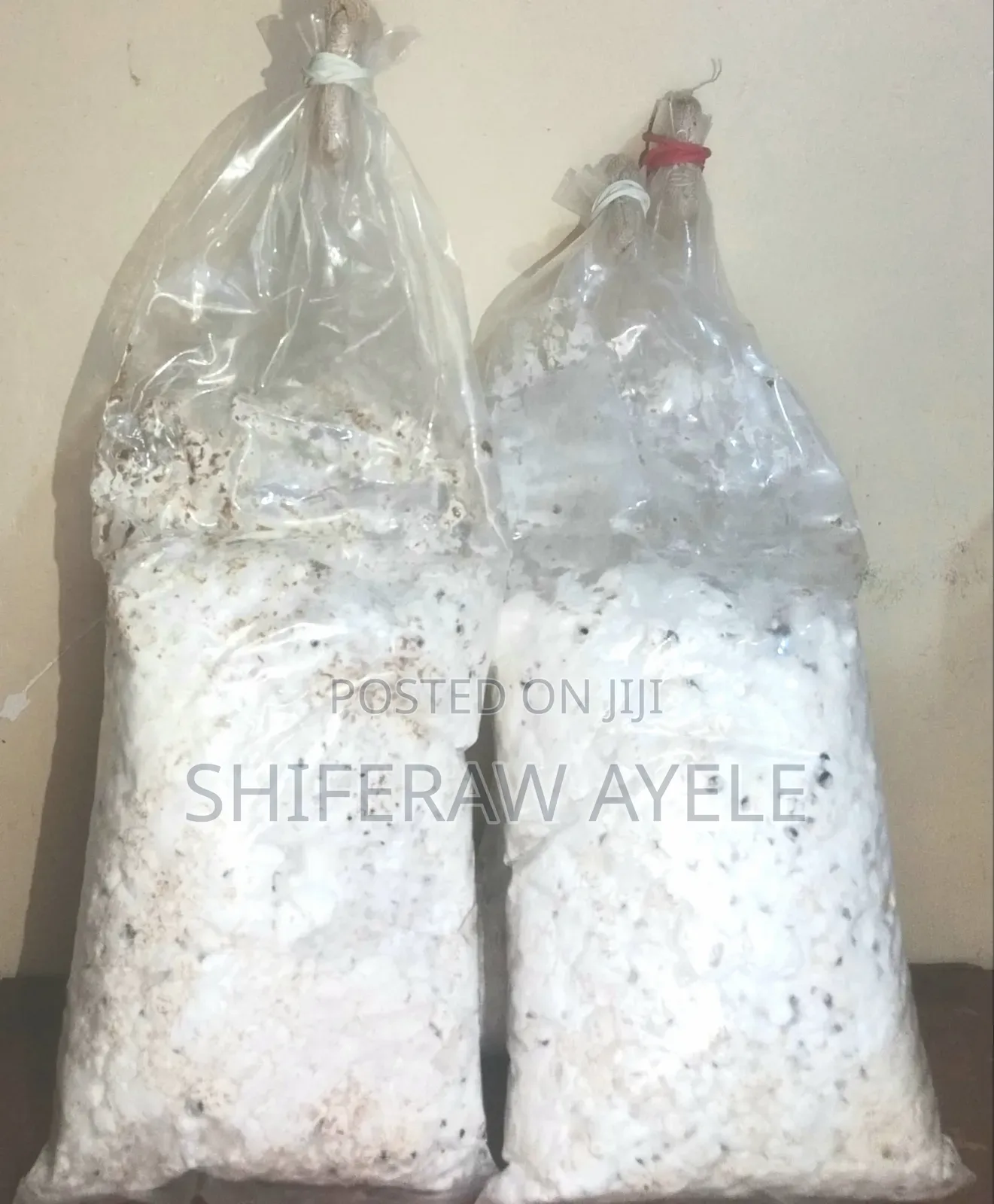 የሺታኬ መሽሩም ዘር I Shittake Spawns