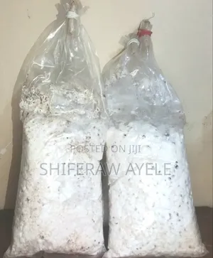 Photo - የሺታኬ መሽሩም ዘር I Shittake Spawns