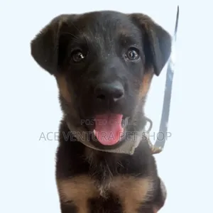Photo - 1-3 months Male Purebred German Shepherd