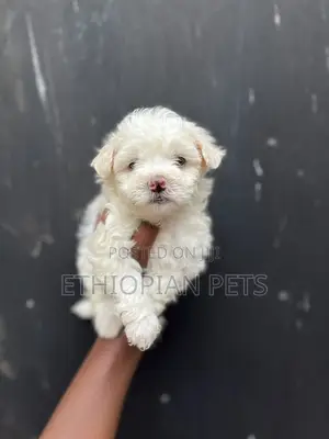 Photo - 1-3 months Male Purebred Maltese