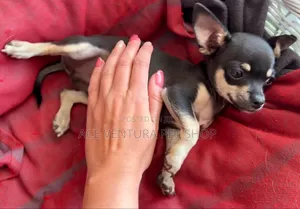 Photo - 1-3 months Male Purebred Chihuahua