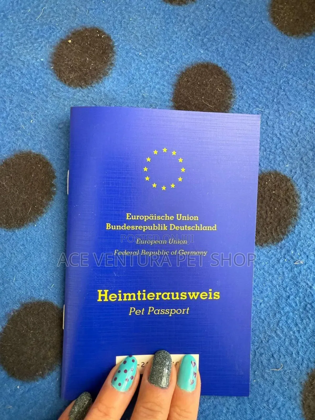 1-3 months Male Purebred Chihuahua