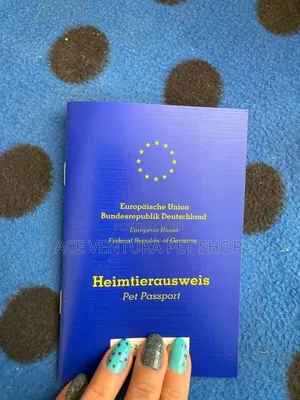 1-3 months Male Purebred Chihuahua