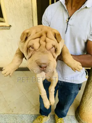 Photo - 1-3 months Male Purebred Chinese Shar-Pei