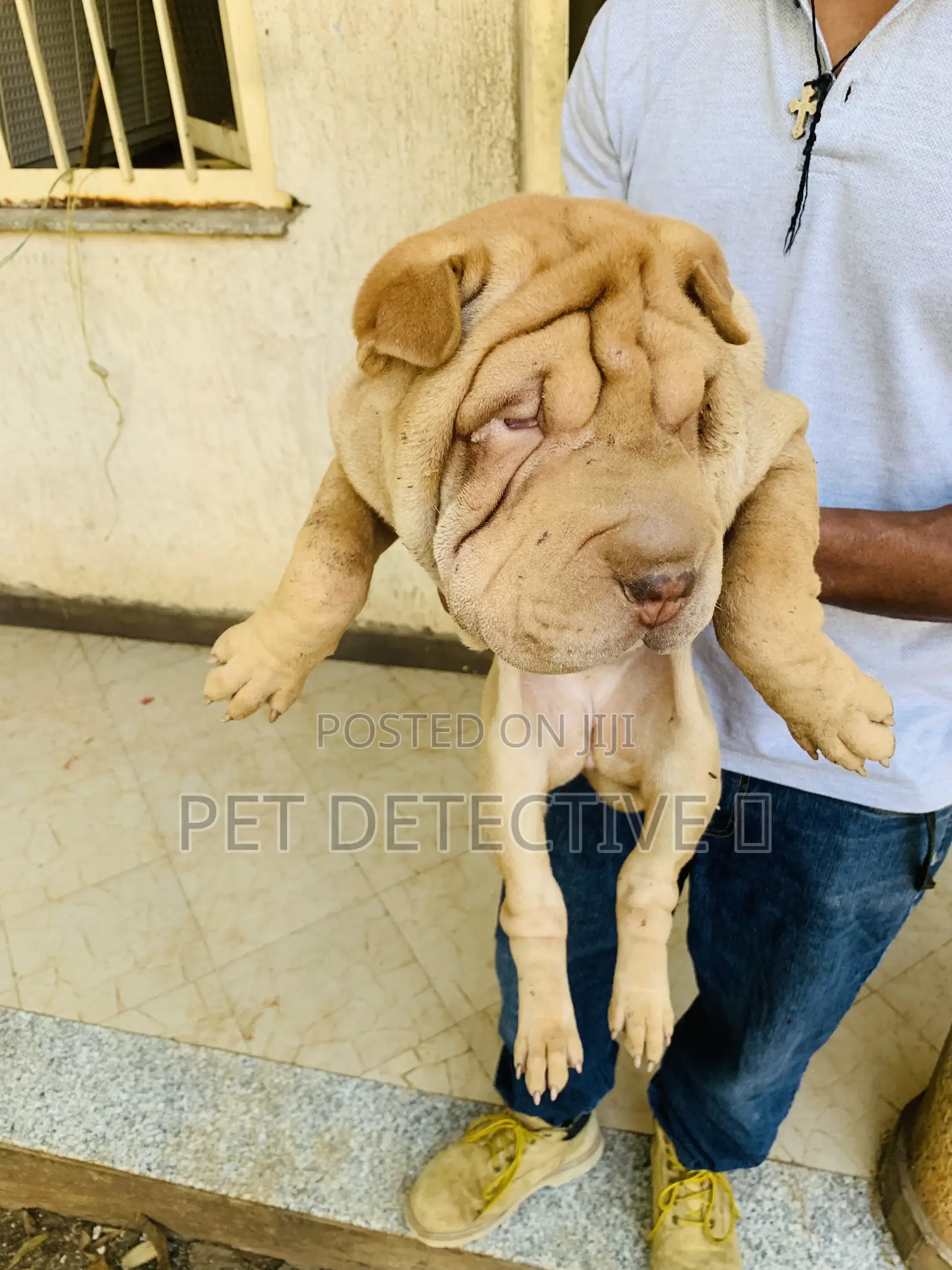 1-3 months Male Purebred Chinese Shar-Pei