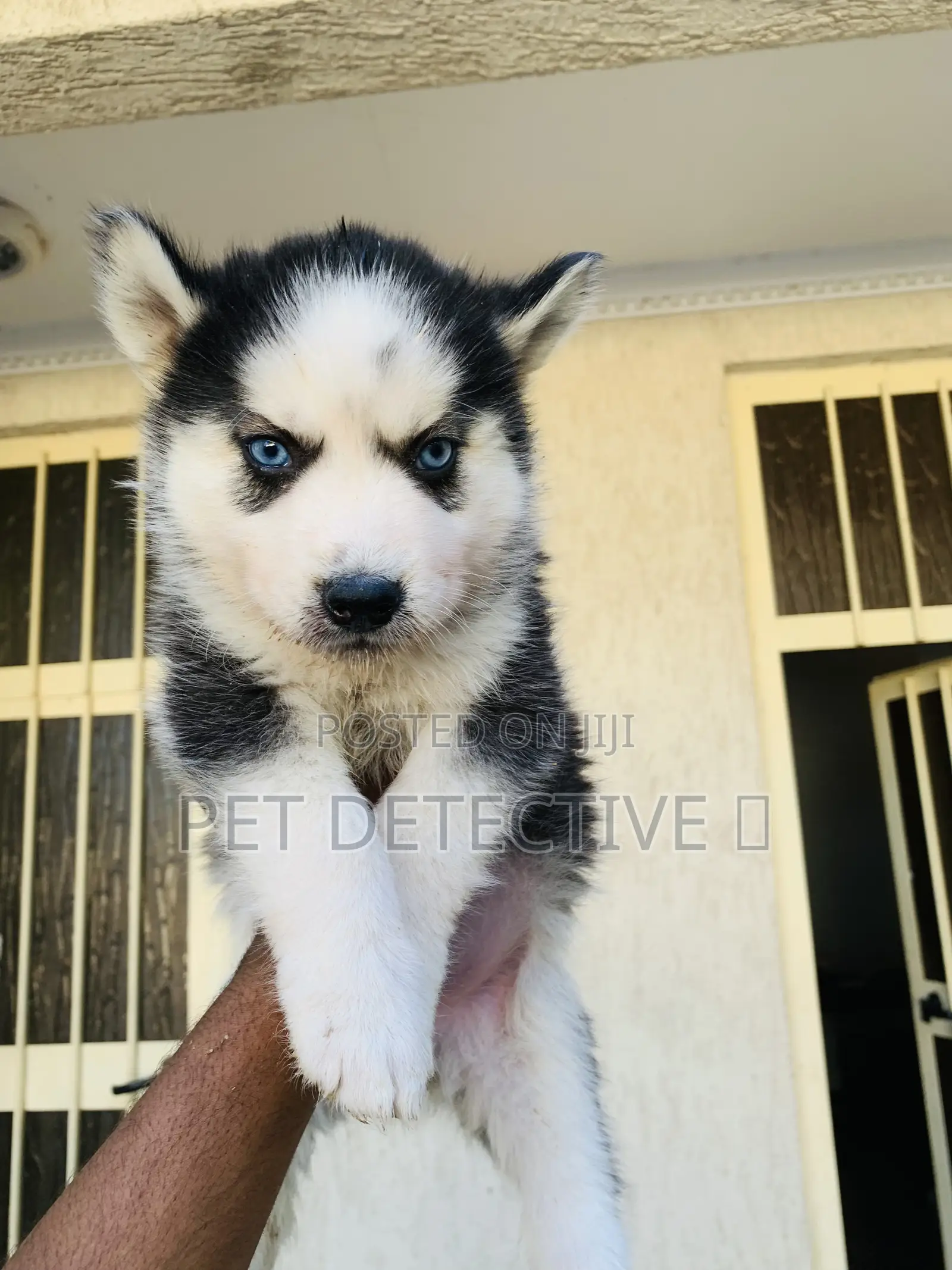 1-3 months Male Purebred Siberian Husky