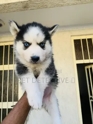Photo - 1-3 months Male Purebred Siberian Husky