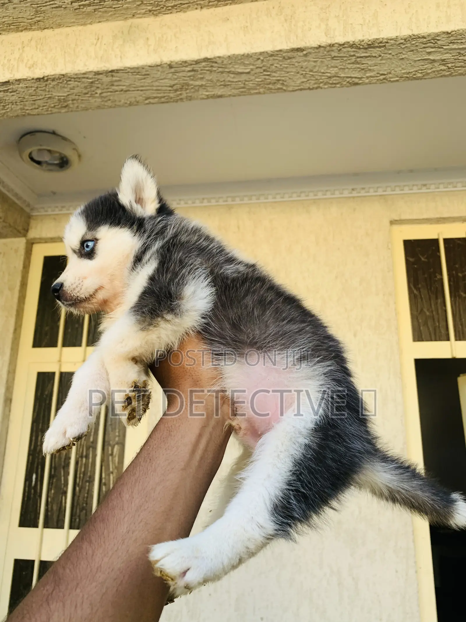 1-3 months Male Purebred Siberian Husky