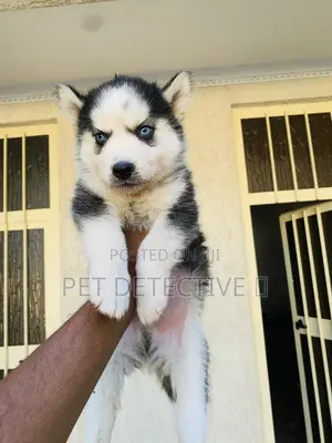 Photo - 1-3 months Male Purebred Siberian Husky