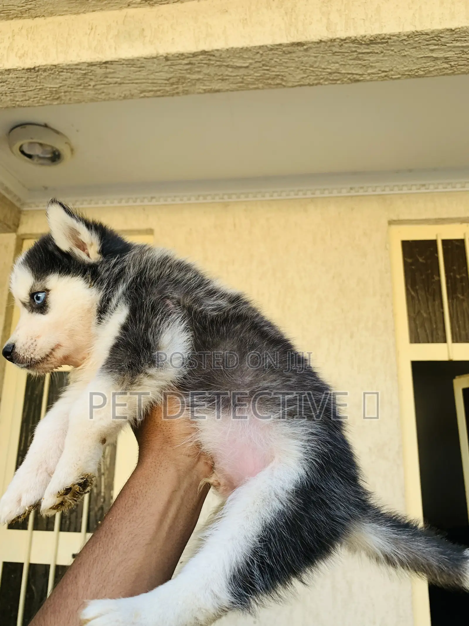 1-3 months Male Purebred Siberian Husky