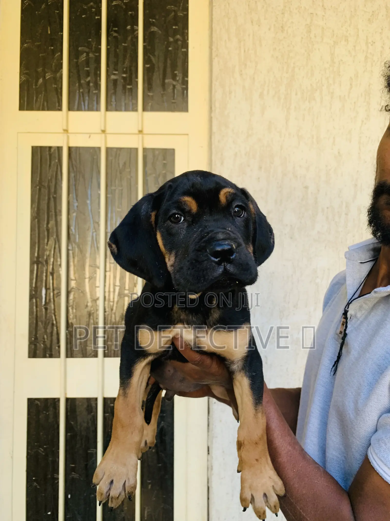 1-3 months Male Purebred Mastiff