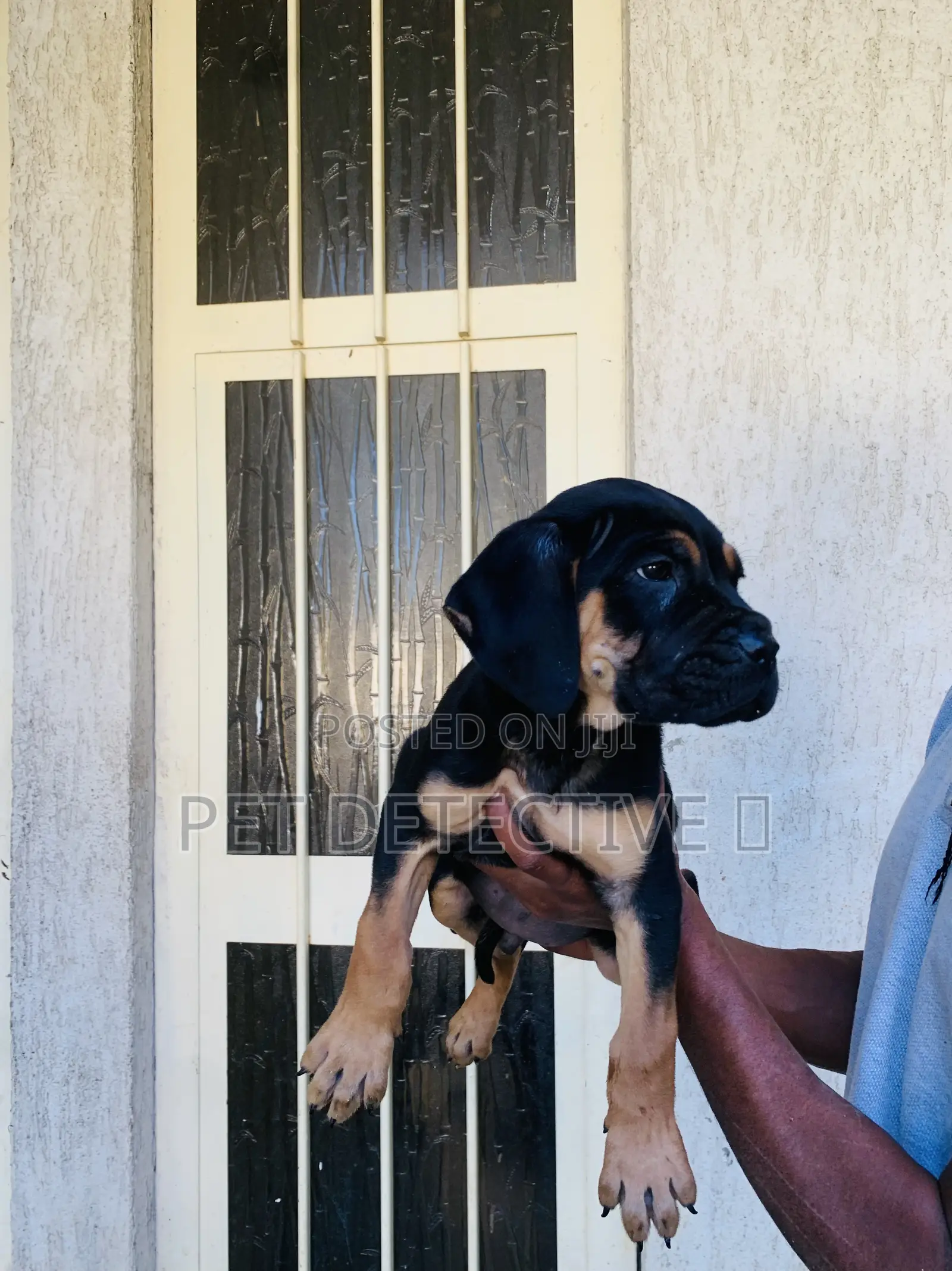 1-3 months Male Purebred Mastiff