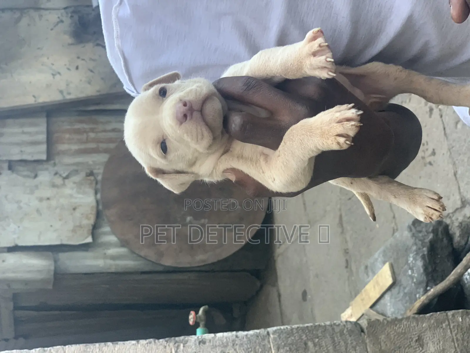 1-3 months Male Purebred Bullmastiff