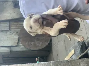 Photo - 1-3 months Male Purebred Bullmastiff