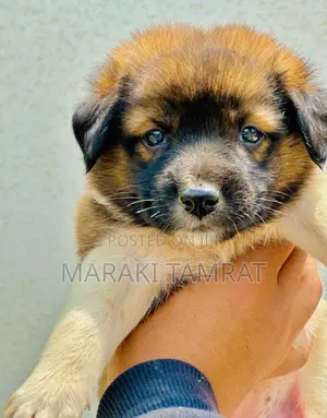 Photo - 1-3 months Female Purebred Maltese