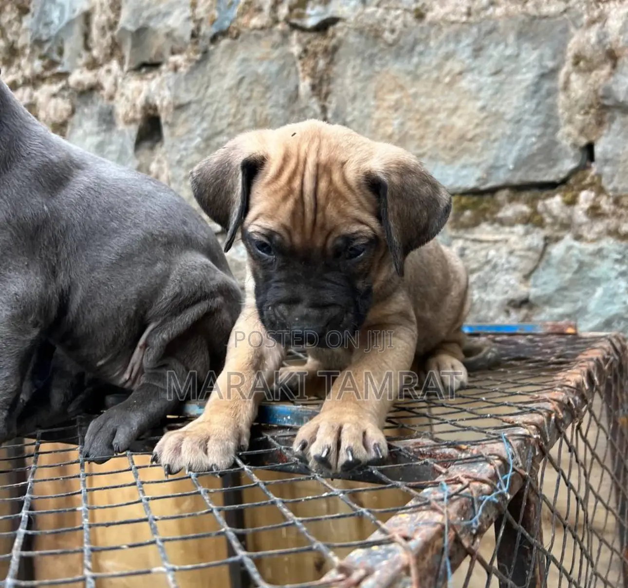 1-3 months Male Purebred Mastiff