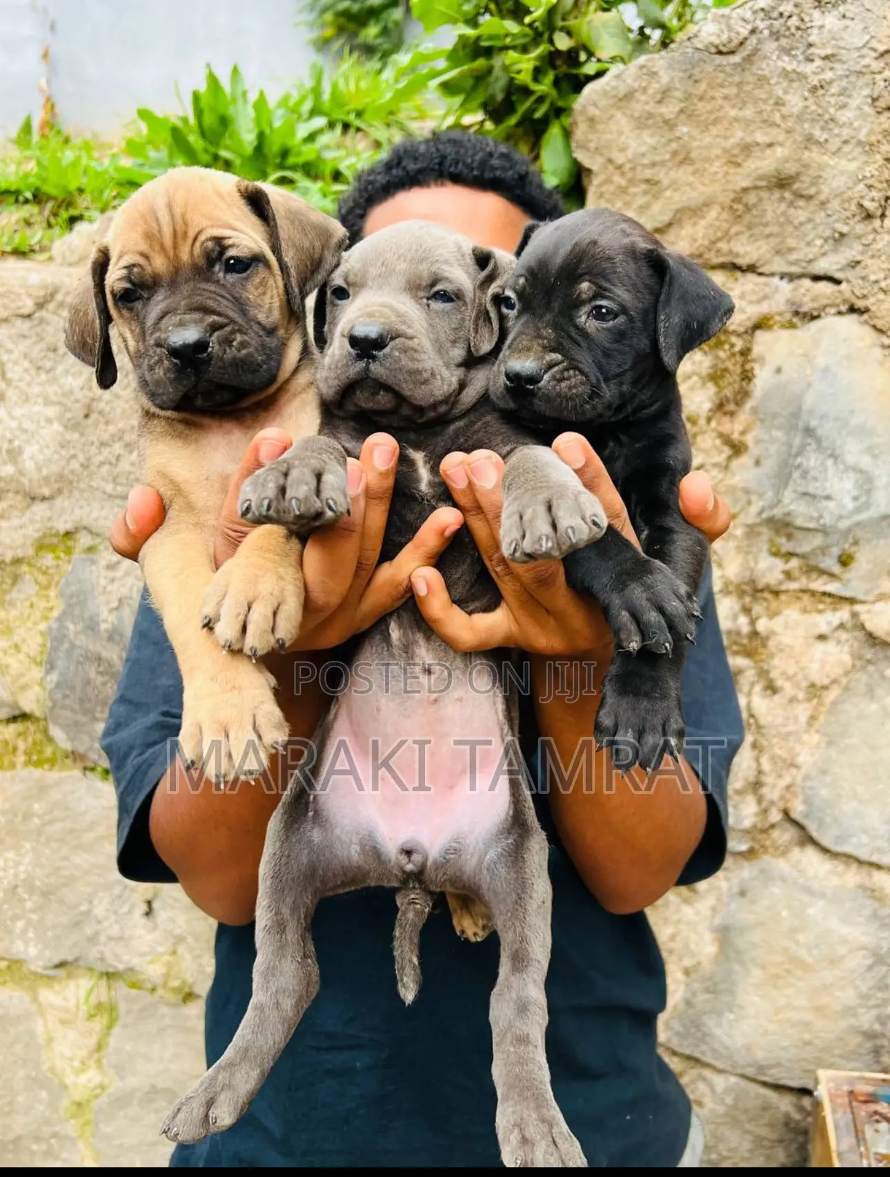 1-3 months Male Purebred Mastiff