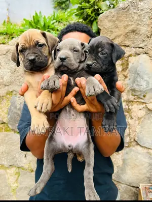 1-3 months Male Purebred Mastiff