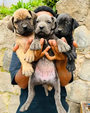 1-3 months Male Purebred Mastiff