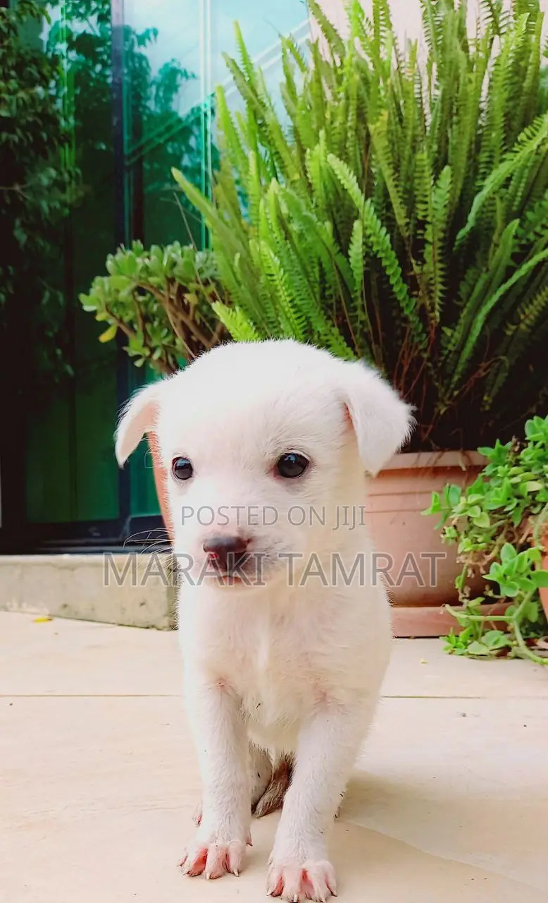 1-3 months Male Purebred Maltese