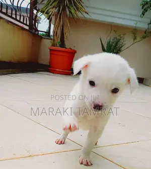 Photo - 1-3 months Male Purebred Maltese