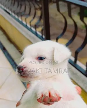 1-3 months Male Purebred Maltese