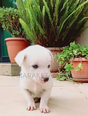 1-3 months Male Purebred Maltese