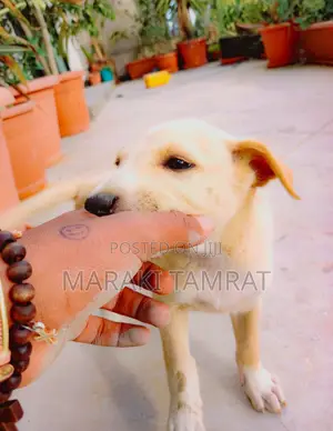 1-3 months Male Mixed Breed Labrador Retriever