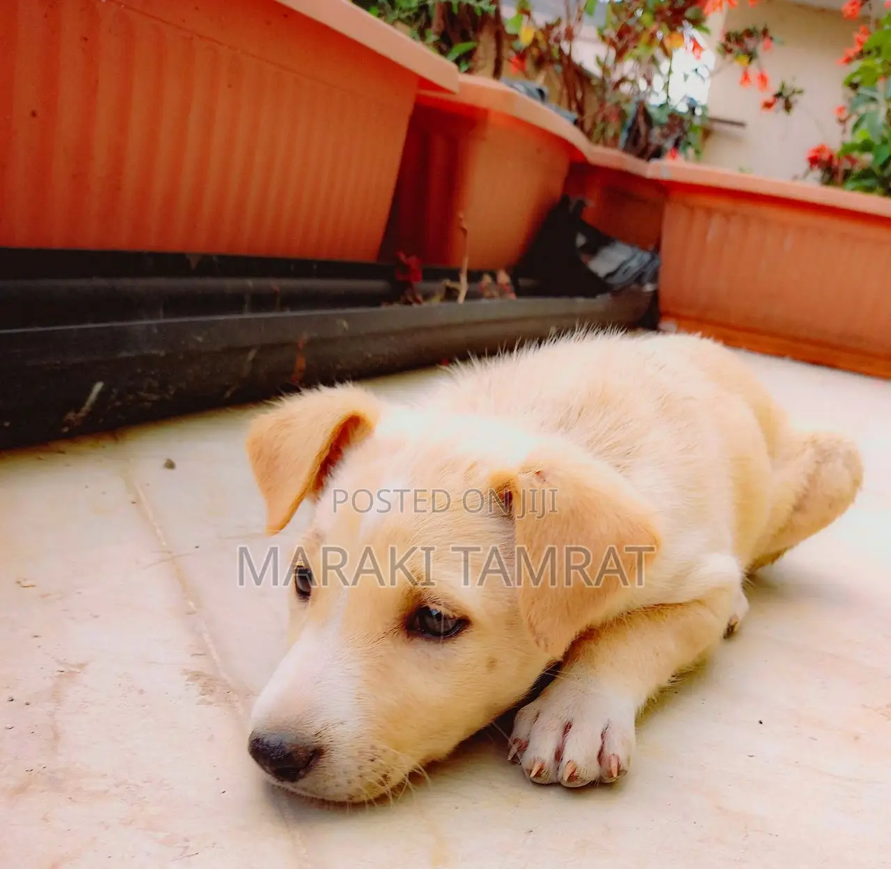 1-3 months Male Mixed Breed Labrador Retriever