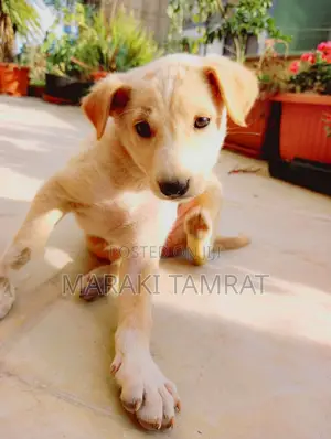 1-3 months Male Mixed Breed Labrador Retriever