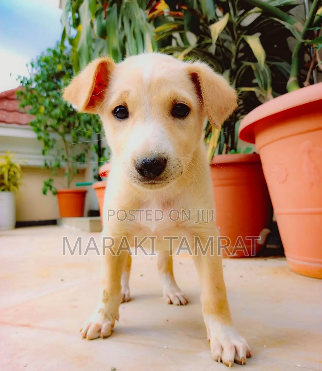 1-3 months Male Mixed Breed Labrador Retriever