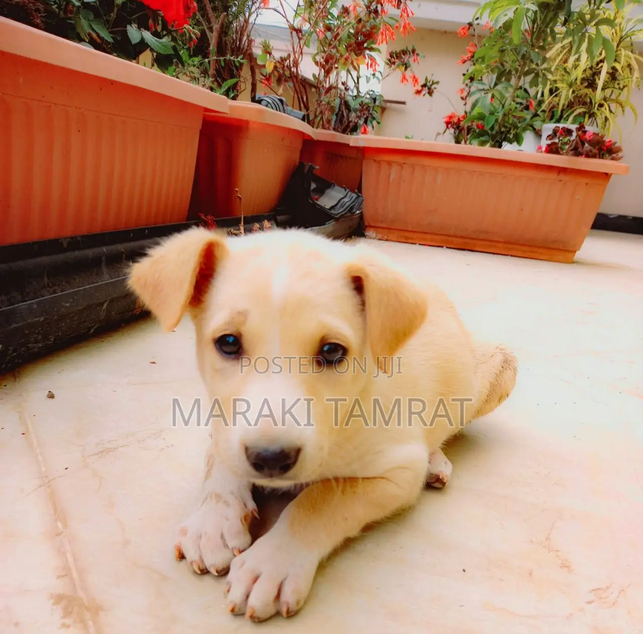1-3 months Male Mixed Breed Labrador Retriever