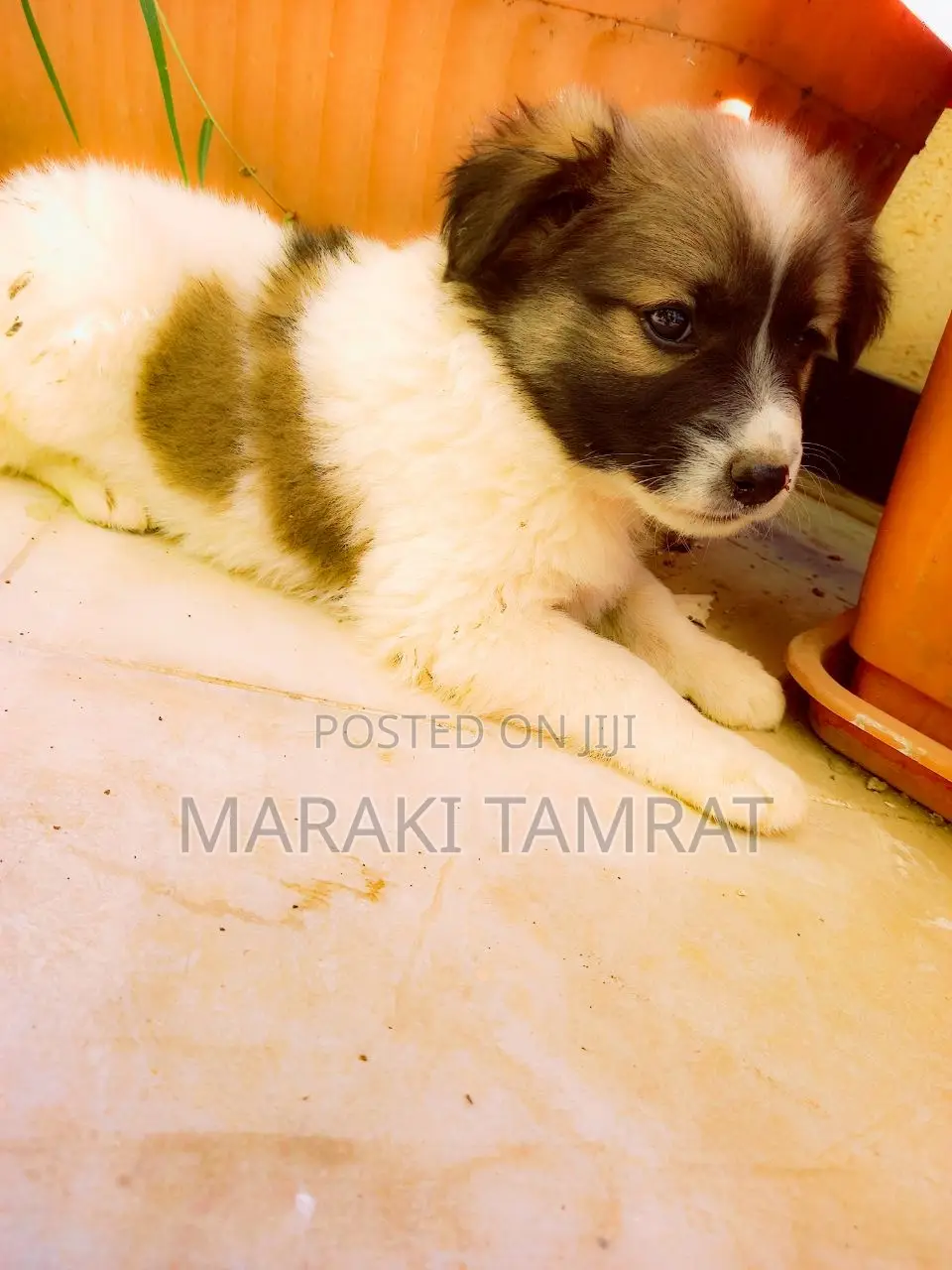 1-3 months Male Purebred Maltese