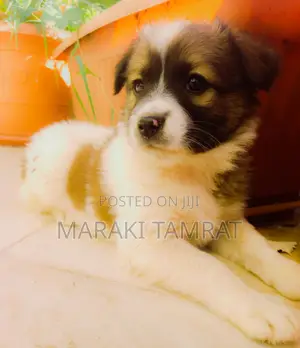 Photo - 1-3 months Male Purebred Maltese