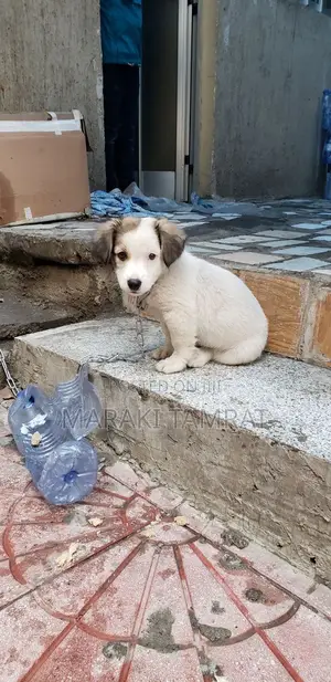 Photo - 1-3 months Male Purebred Maltese