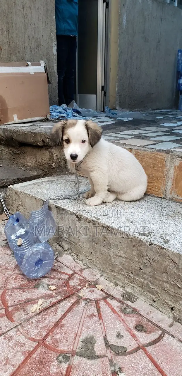 1-3 months Male Purebred Maltese