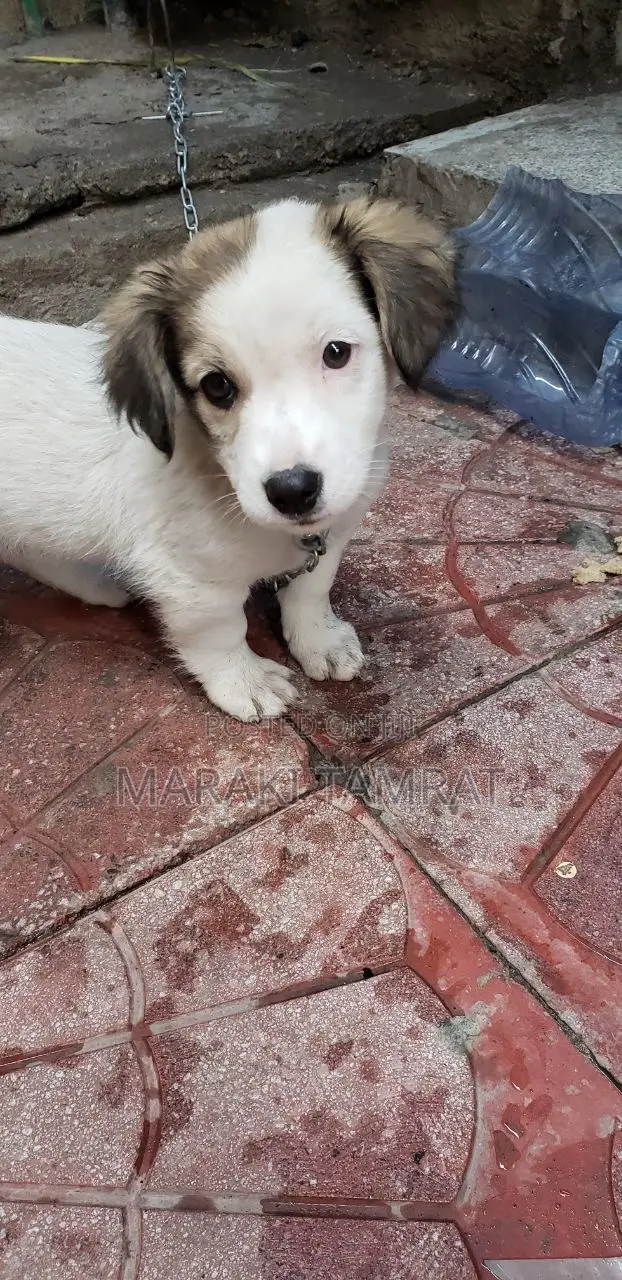 1-3 months Male Purebred Maltese