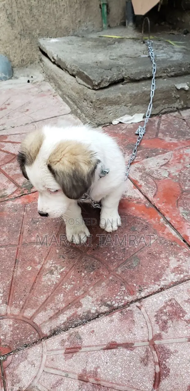 1-3 months Male Purebred Maltese