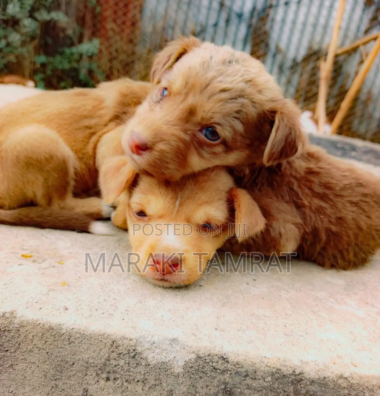 1-3 months Male Purebred Maltese