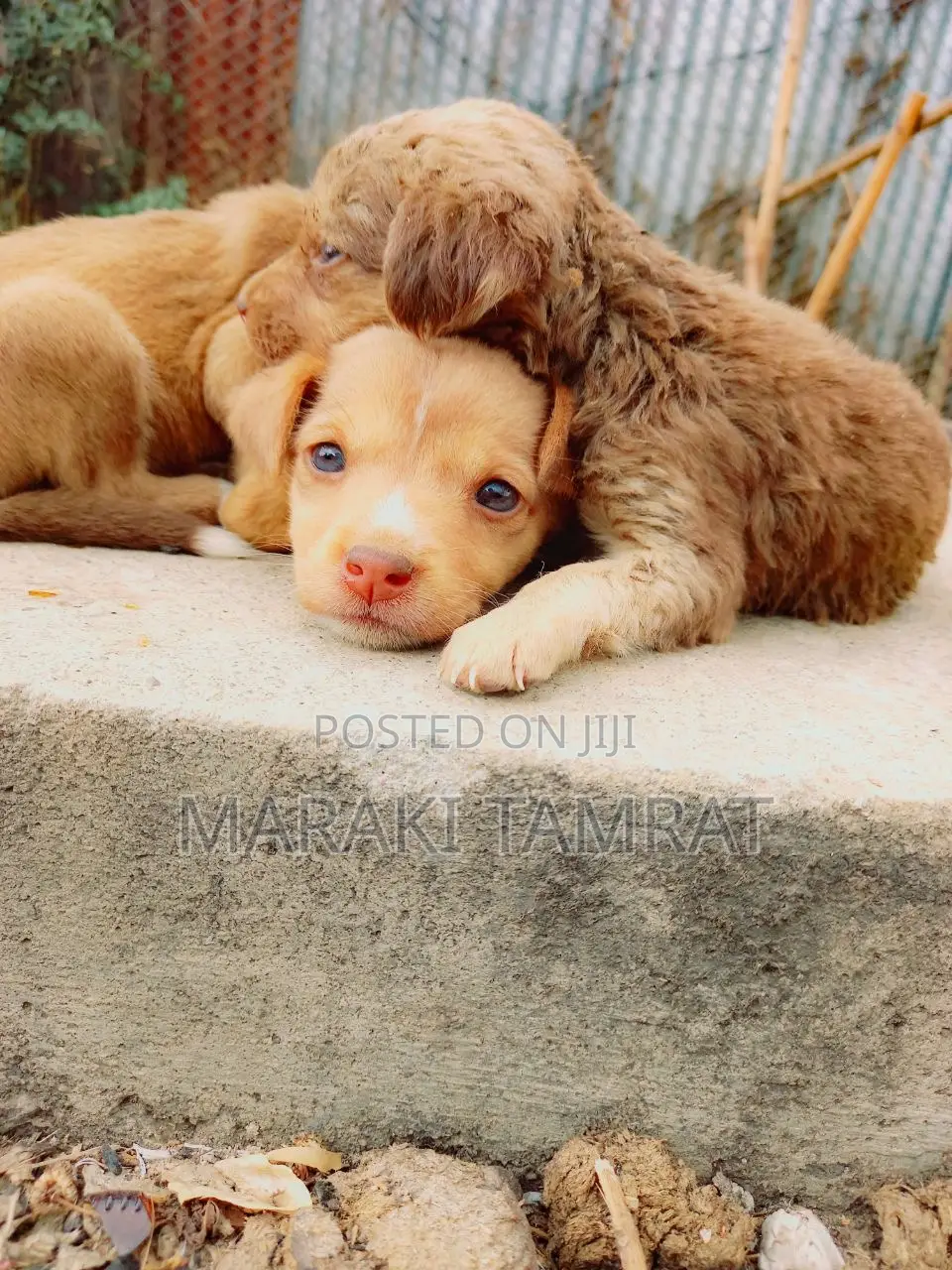 1-3 months Male Purebred Maltese